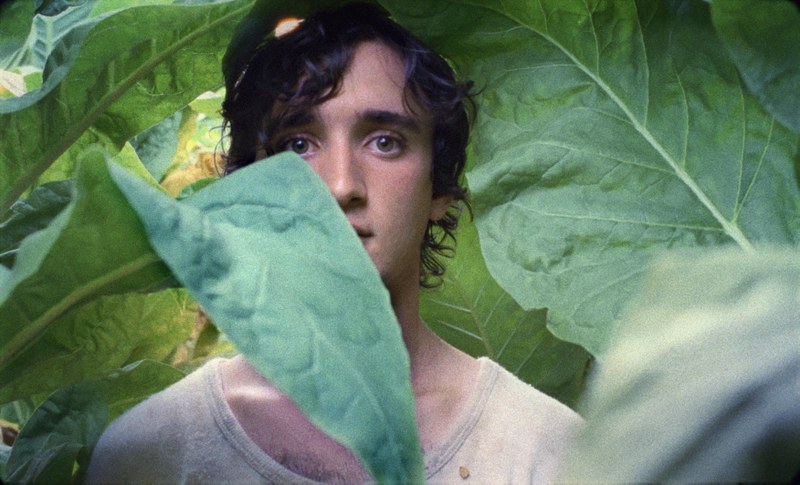 Lazzaro felice